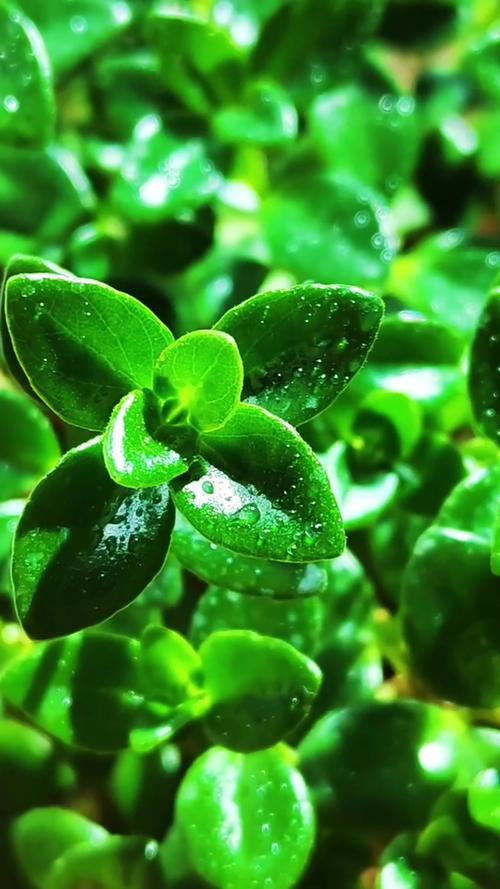 吊兰怎么爆盆？吊兰怎么爆盆视频？-第5张图片-优品飞百科