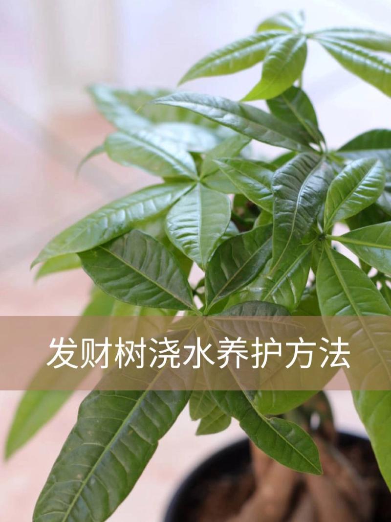 发财树浇水要浇透吗？发财树怎么养护与浇水？-第2张图片-优品飞百科