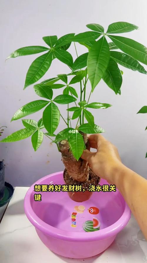发财树浇水要浇透吗？发财树怎么养护与浇水？-第4张图片-优品飞百科