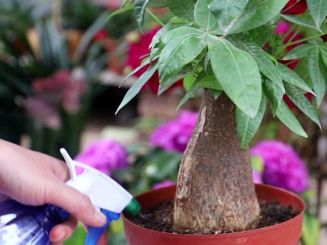 发财树浇水要浇透吗？发财树怎么养护与浇水？-第7张图片-优品飞百科