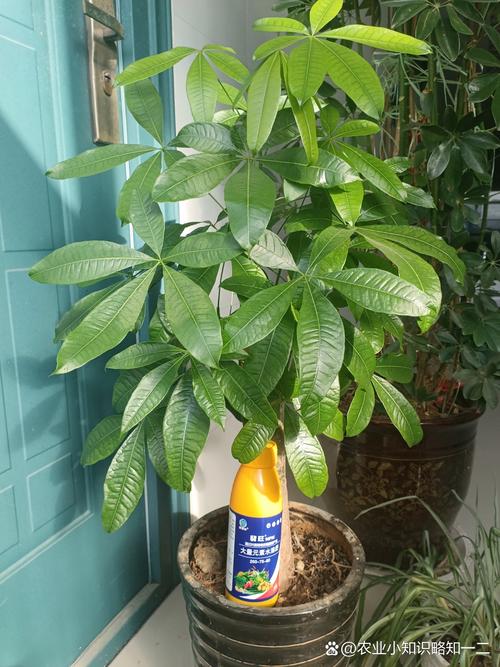 发财树浇水要浇透吗？发财树怎么养护与浇水？-第8张图片-优品飞百科