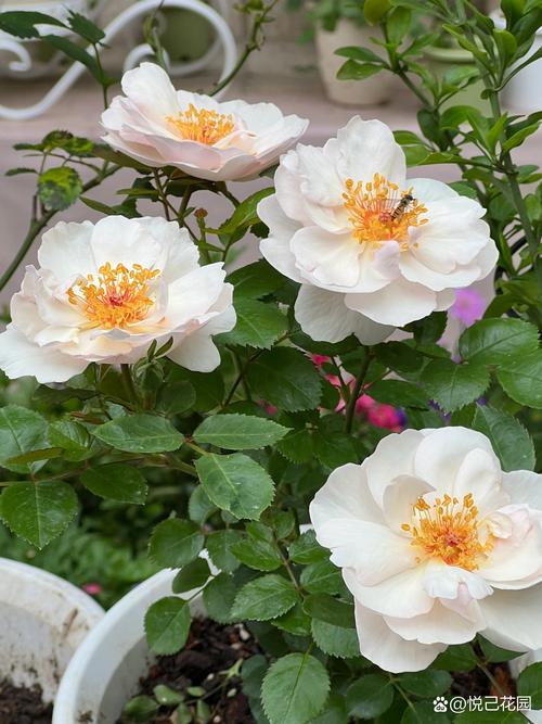 春天里开什么花,春天里开什么花幼儿园画画-第1张图片-优品飞百科 春天里开什么花,春天里开什么花幼儿园画画-第1张图片-优品飞百科