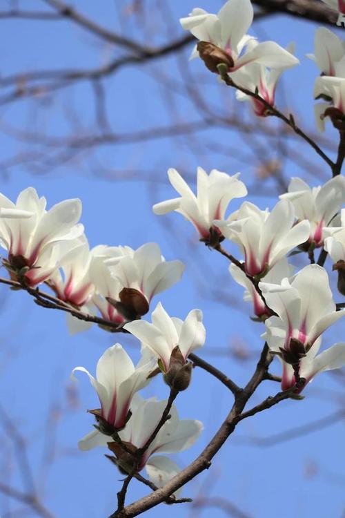 春天里开什么花,春天里开什么花幼儿园画画-第2张图片-优品飞百科 春天里开什么花,春天里开什么花幼儿园画画-第2张图片-优品飞百科