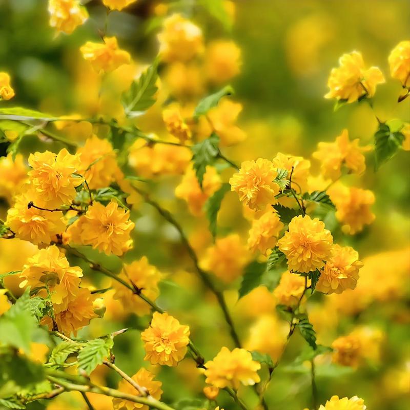 春天里开什么花,春天里开什么花幼儿园画画-第4张图片-优品飞百科 春天里开什么花,春天里开什么花幼儿园画画-第4张图片-优品飞百科