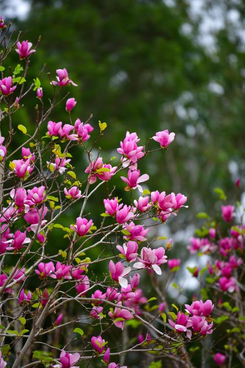 春天里开什么花,春天里开什么花幼儿园画画-第5张图片-优品飞百科 春天里开什么花,春天里开什么花幼儿园画画-第5张图片-优品飞百科