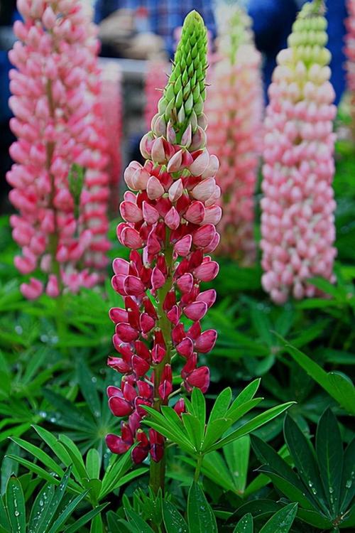 春天里开什么花,春天里开什么花幼儿园画画-第6张图片-优品飞百科 春天里开什么花,春天里开什么花幼儿园画画-第6张图片-优品飞百科