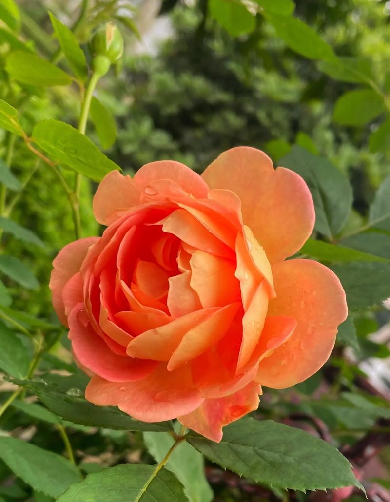 春天里开什么花,春天里开什么花幼儿园画画-第7张图片-优品飞百科 春天里开什么花,春天里开什么花幼儿园画画-第7张图片-优品飞百科