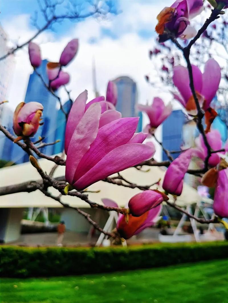 春天里开什么花,春天里开什么花幼儿园画画-第8张图片-优品飞百科 春天里开什么花,春天里开什么花幼儿园画画-第8张图片-优品飞百科