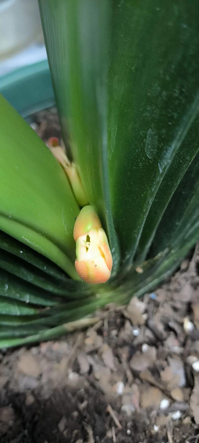 怎么让君子兰快速抽箭，怎么让君子兰快速抽箭枝条-第1张图片-优品飞百科