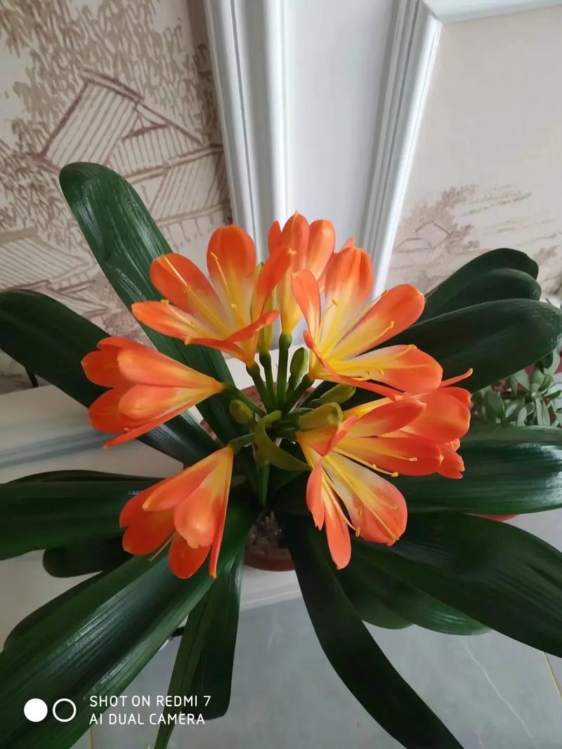 怎么让君子兰快速抽箭，怎么让君子兰快速抽箭枝条-第2张图片-优品飞百科