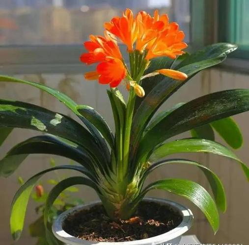 怎么让君子兰快速抽箭，怎么让君子兰快速抽箭枝条-第3张图片-优品飞百科