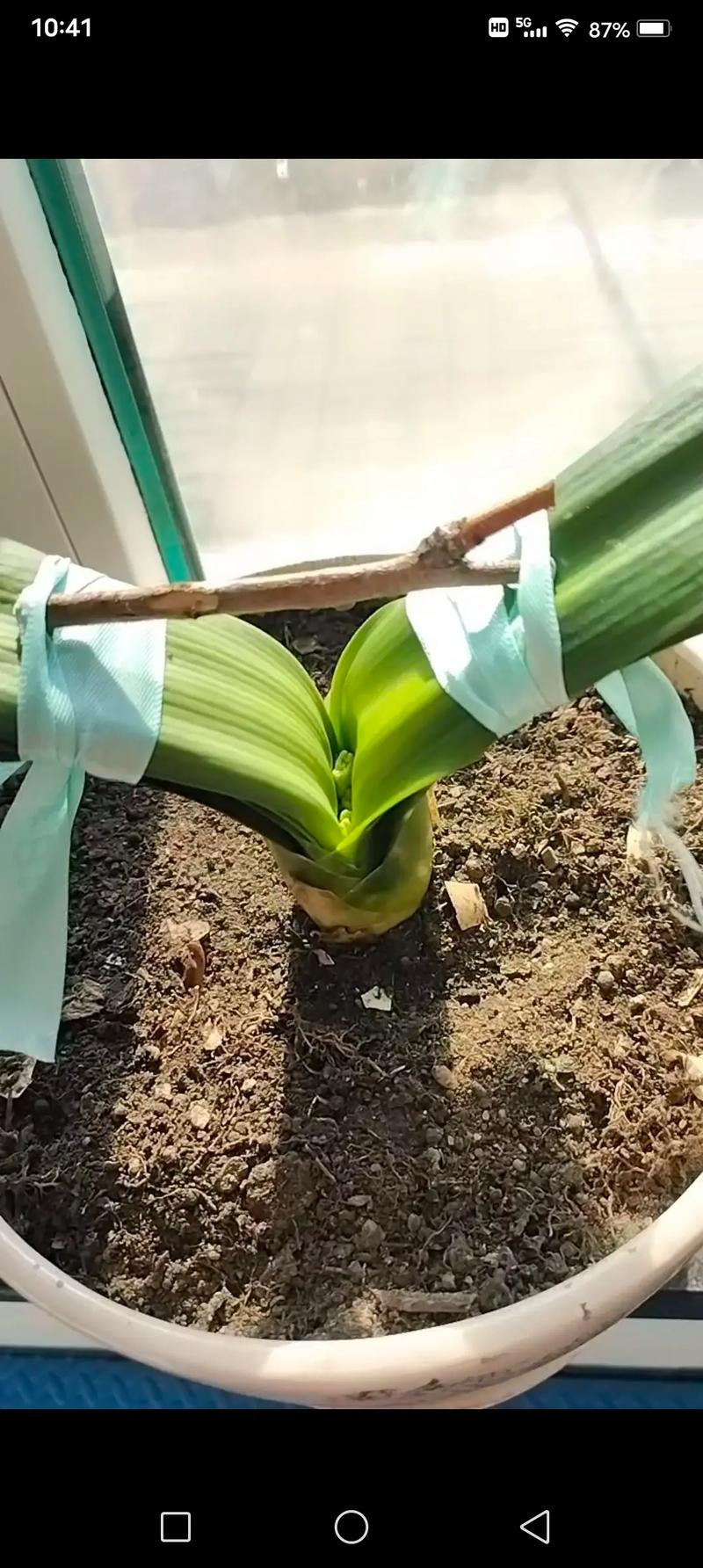 怎么让君子兰快速抽箭，怎么让君子兰快速抽箭枝条-第4张图片-优品飞百科