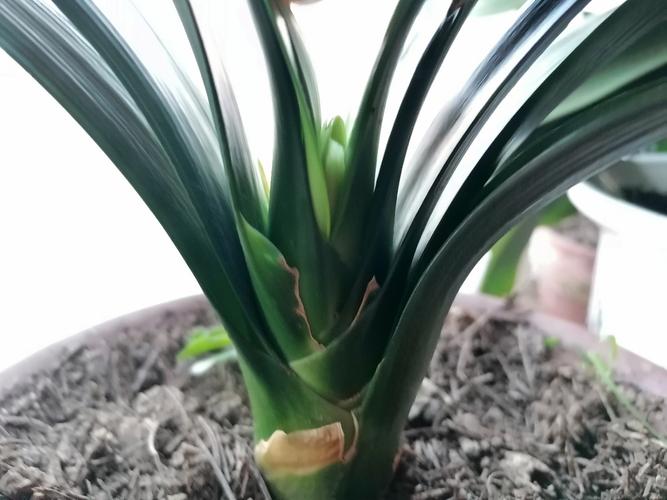 怎么让君子兰快速抽箭，怎么让君子兰快速抽箭枝条-第5张图片-优品飞百科