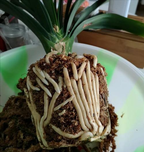 怎么让君子兰快速抽箭，怎么让君子兰快速抽箭枝条-第6张图片-优品飞百科