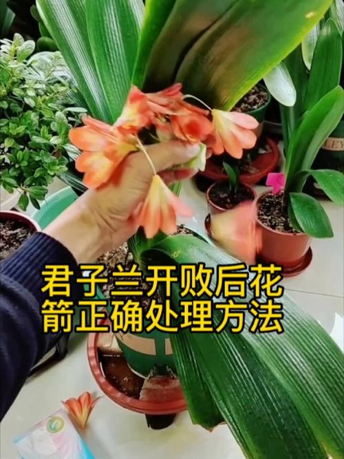 怎么让君子兰快速抽箭，怎么让君子兰快速抽箭枝条-第7张图片-优品飞百科