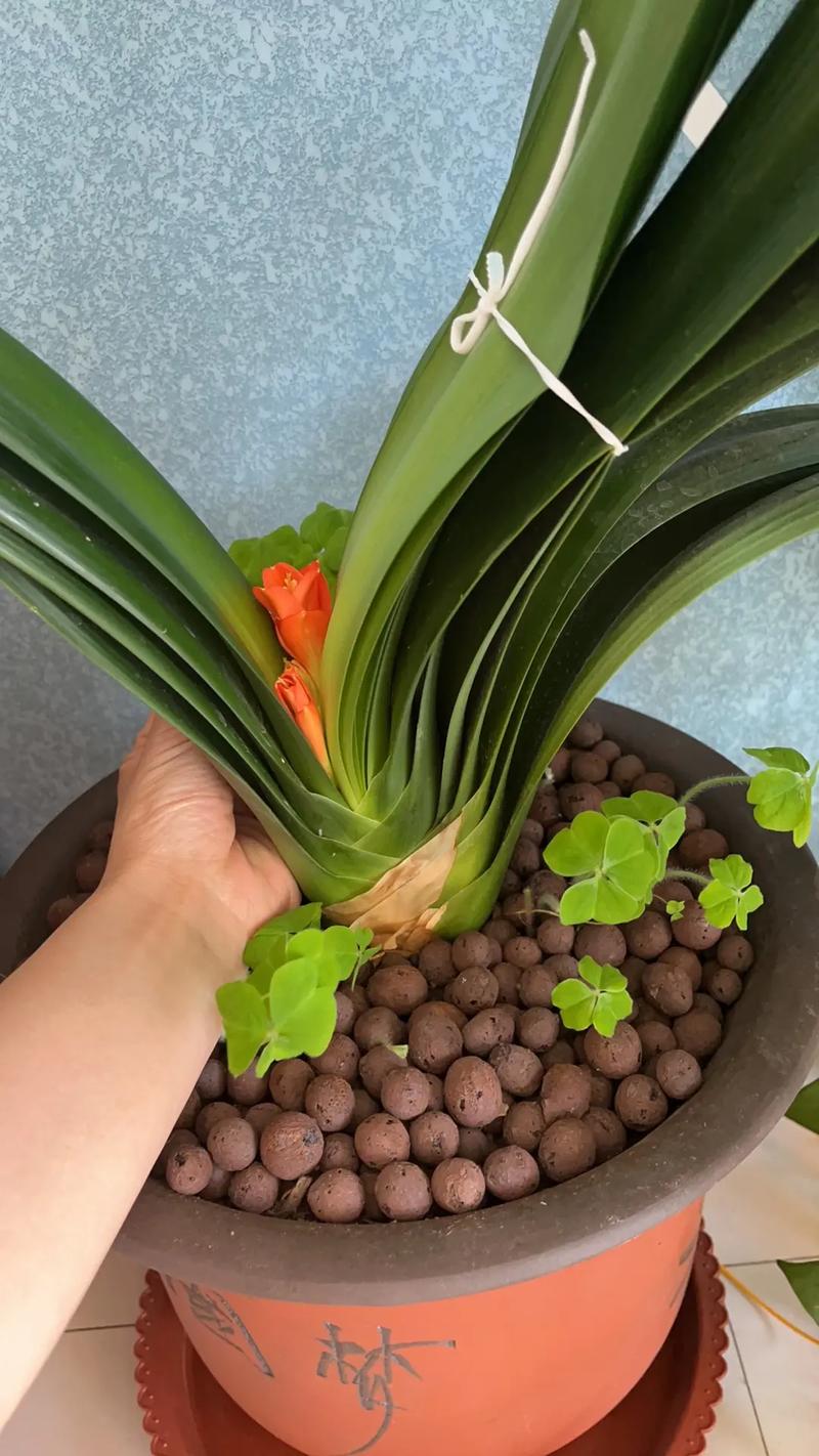 怎么让君子兰快速抽箭，怎么让君子兰快速抽箭枝条-第8张图片-优品飞百科