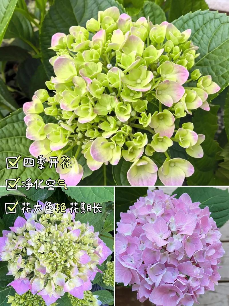 绣球花几月份移栽,绣球花几月份移栽比较好?-第1张图片-优品飞百科 绣球花几月份移栽,绣球花几月份移栽比较好?-第1张图片-优品飞百科