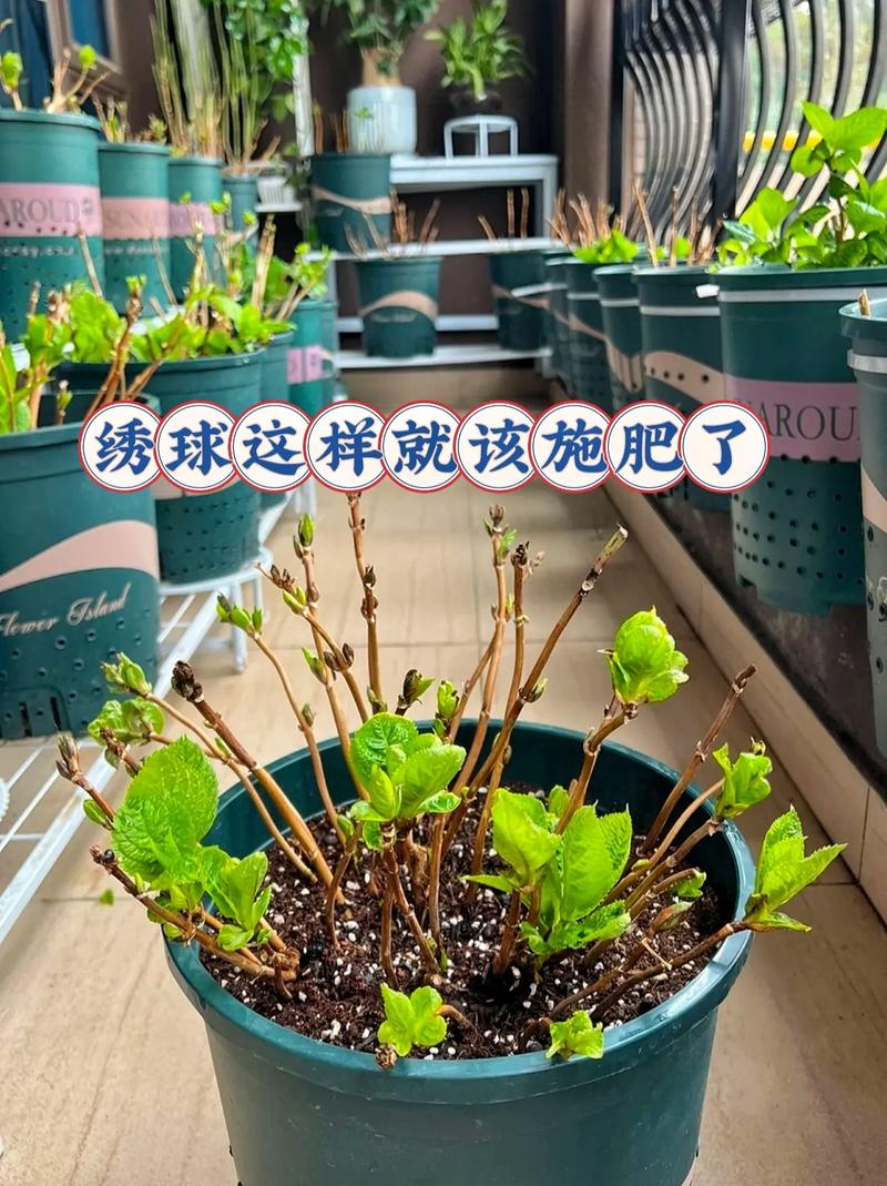 绣球花几月份移栽,绣球花几月份移栽比较好?-第2张图片-优品飞百科 绣球花几月份移栽,绣球花几月份移栽比较好?-第2张图片-优品飞百科