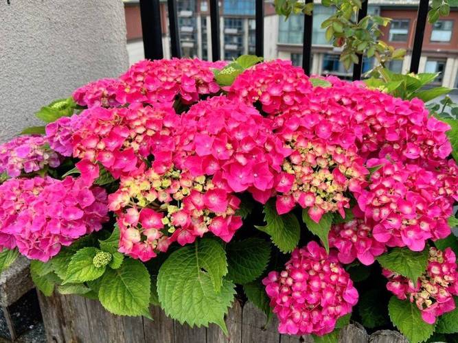 绣球花几月份移栽,绣球花几月份移栽比较好?-第3张图片-优品飞百科 绣球花几月份移栽,绣球花几月份移栽比较好?-第3张图片-优品飞百科