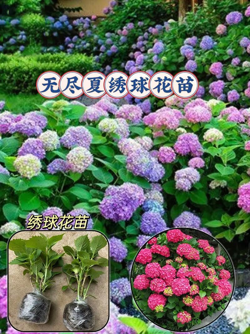 绣球花几月份移栽,绣球花几月份移栽比较好?-第4张图片-优品飞百科 绣球花几月份移栽,绣球花几月份移栽比较好?-第4张图片-优品飞百科