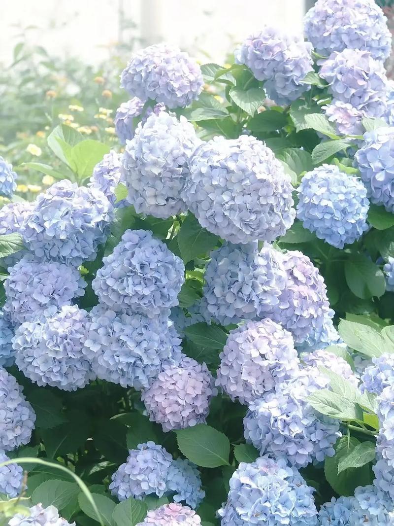 绣球花几月份移栽,绣球花几月份移栽比较好?-第5张图片-优品飞百科 绣球花几月份移栽,绣球花几月份移栽比较好?-第5张图片-优品飞百科