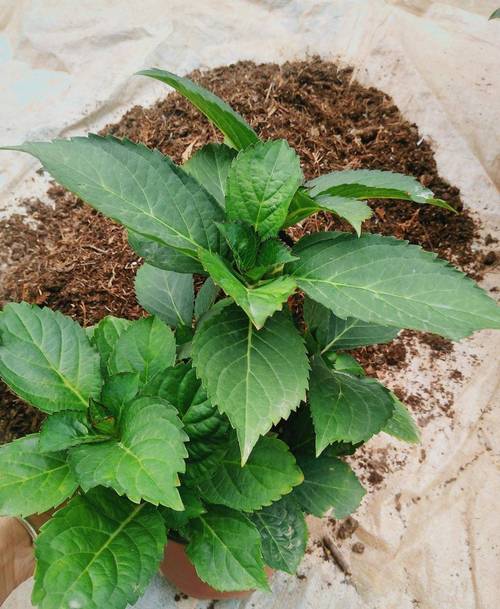 绣球花几月份移栽,绣球花几月份移栽比较好?-第6张图片-优品飞百科 绣球花几月份移栽,绣球花几月份移栽比较好?-第6张图片-优品飞百科