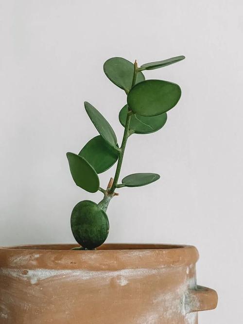 怎么预防碧雷鼓烂根?碧雷鼓怎么扦插?-第2张图片-优品飞百科 怎么预防碧雷鼓烂根?碧雷鼓怎么扦插?-第2张图片-优品飞百科