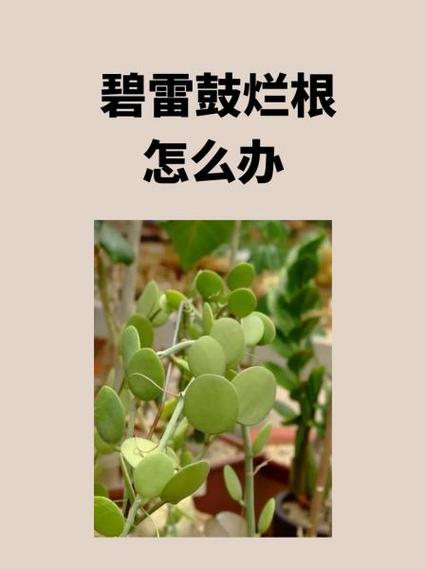怎么预防碧雷鼓烂根?碧雷鼓怎么扦插?-第4张图片-优品飞百科 怎么预防碧雷鼓烂根?碧雷鼓怎么扦插?-第4张图片-优品飞百科