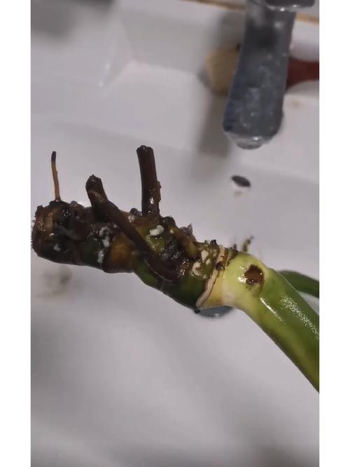 怎么预防碧雷鼓烂根?碧雷鼓怎么扦插?-第3张图片-优品飞百科 怎么预防碧雷鼓烂根?碧雷鼓怎么扦插?-第3张图片-优品飞百科