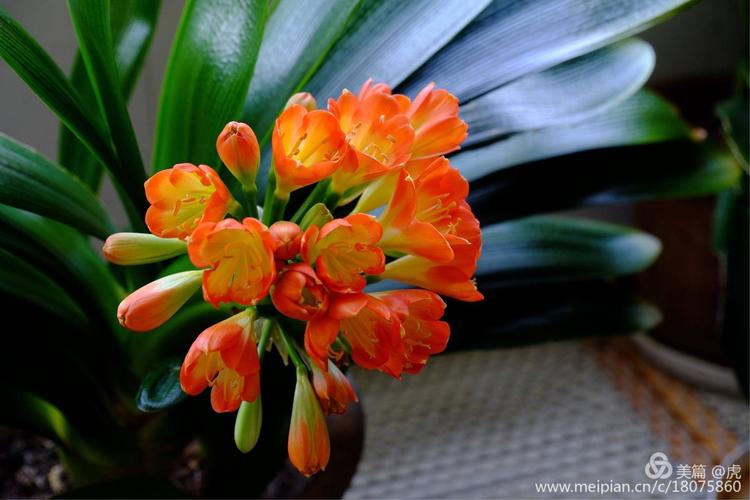 怎么预防碧雷鼓烂根?碧雷鼓怎么扦插?-第5张图片-优品飞百科 怎么预防碧雷鼓烂根?碧雷鼓怎么扦插?-第5张图片-优品飞百科