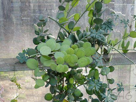 怎么预防碧雷鼓烂根?碧雷鼓怎么扦插?-第6张图片-优品飞百科 怎么预防碧雷鼓烂根?碧雷鼓怎么扦插?-第6张图片-优品飞百科