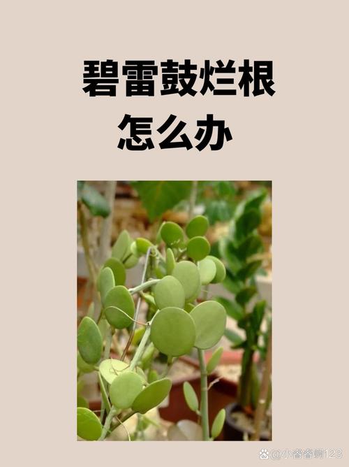 怎么预防碧雷鼓烂根?碧雷鼓怎么扦插?-第7张图片-优品飞百科 怎么预防碧雷鼓烂根?碧雷鼓怎么扦插?-第7张图片-优品飞百科