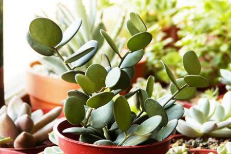 怎么预防碧雷鼓烂根?碧雷鼓怎么扦插?-第8张图片-优品飞百科 怎么预防碧雷鼓烂根?碧雷鼓怎么扦插?-第8张图片-优品飞百科