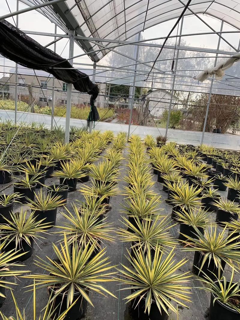 剑兰多久浇水？剑兰几天浇水？-第2张图片-优品飞百科