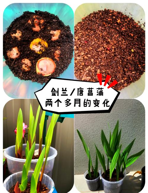 剑兰多久浇水？剑兰几天浇水？-第3张图片-优品飞百科