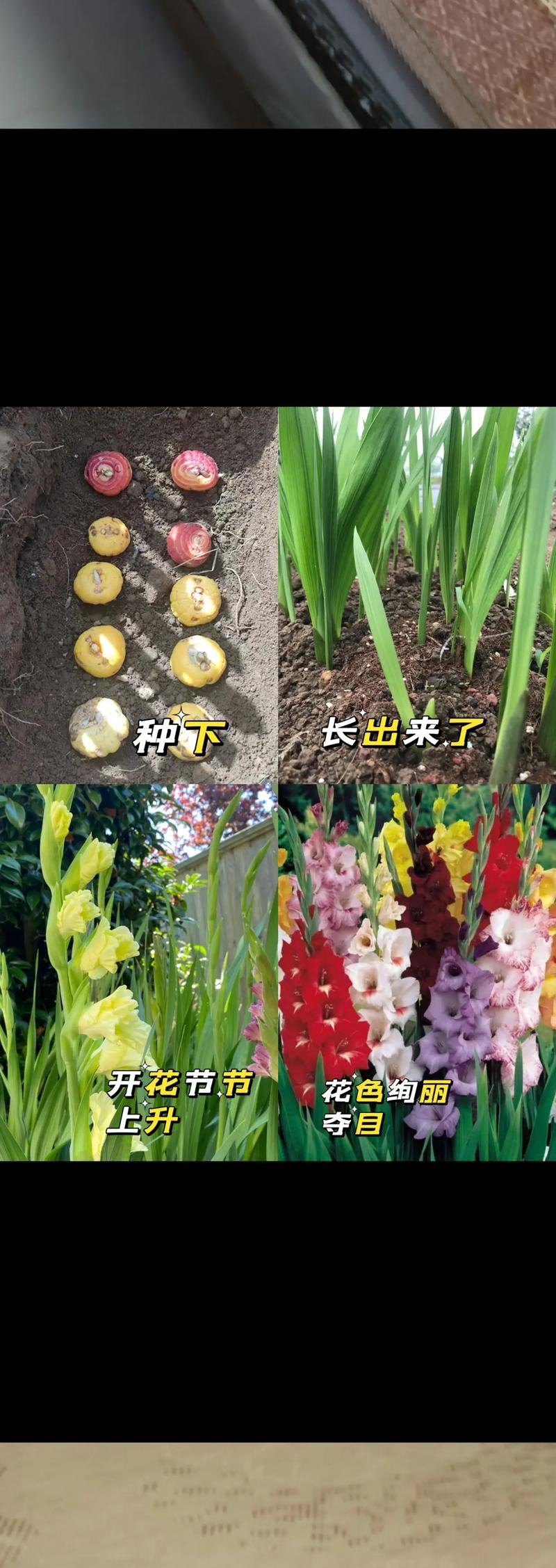 剑兰多久浇水？剑兰几天浇水？-第4张图片-优品飞百科