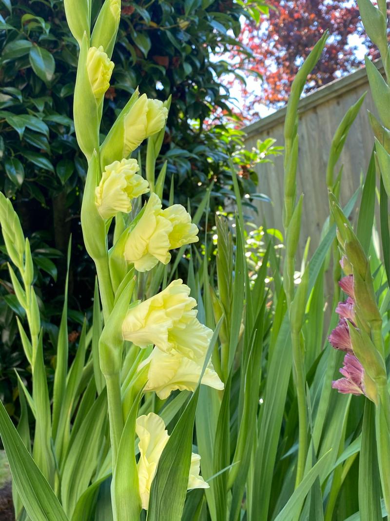 剑兰多久浇水？剑兰几天浇水？-第6张图片-优品飞百科