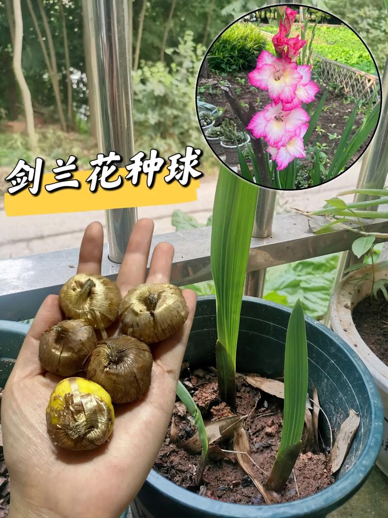 剑兰多久浇水？剑兰几天浇水？-第7张图片-优品飞百科