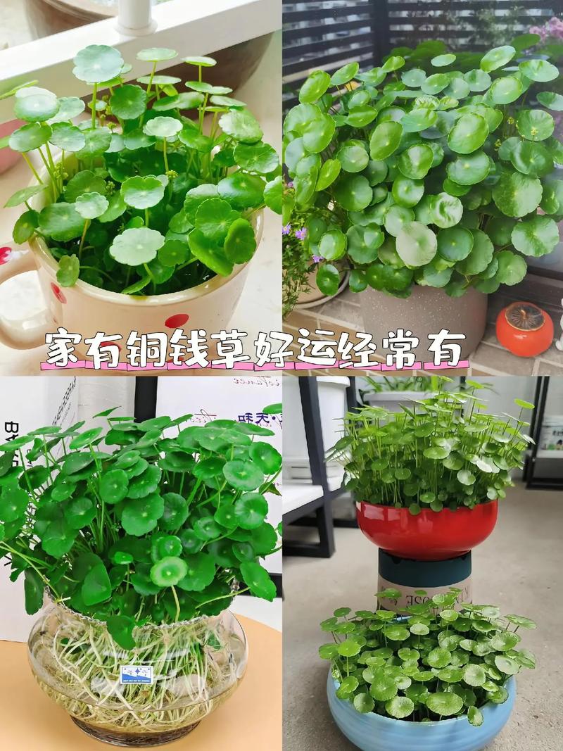 幸运草种子怎么种植？幸运草种子种植视频教程？-第3张图片-优品飞百科