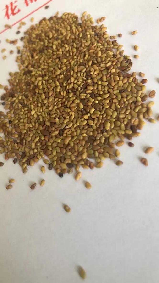 幸运草种子怎么种植？幸运草种子种植视频教程？-第5张图片-优品飞百科