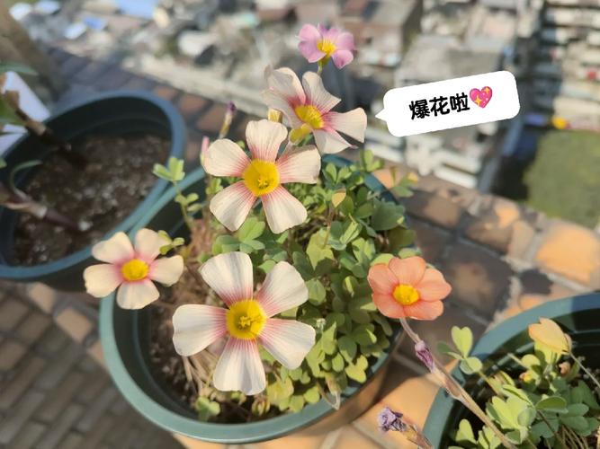 幸运草种子怎么种植？幸运草种子种植视频教程？-第4张图片-优品飞百科