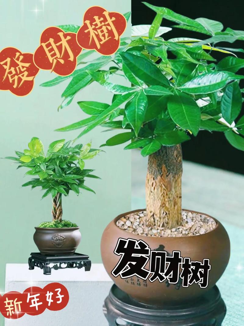 这“4种”幸运树，幸运树怎么种-第1张图片-优品飞百科