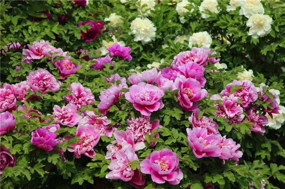 这“4种”幸运树，幸运树怎么种-第2张图片-优品飞百科