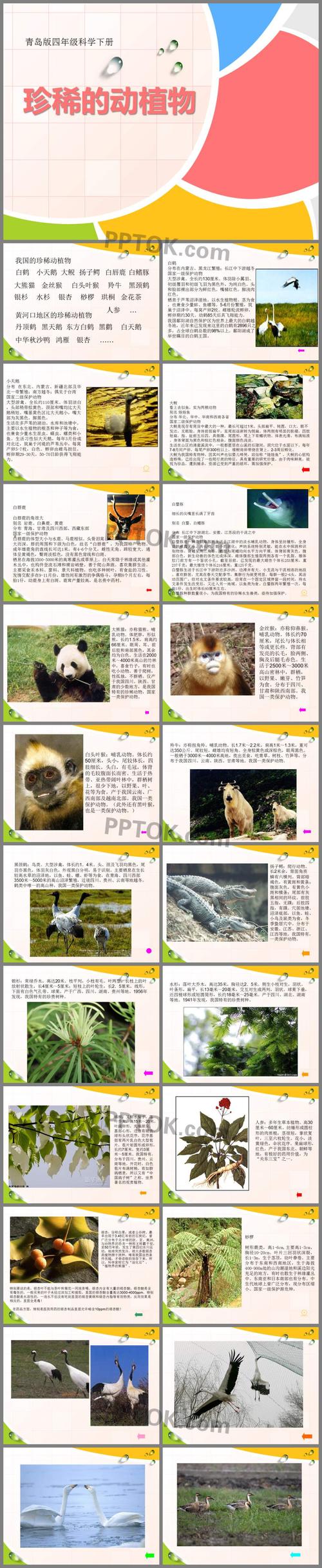 这“4种”幸运树，幸运树怎么种-第3张图片-优品飞百科