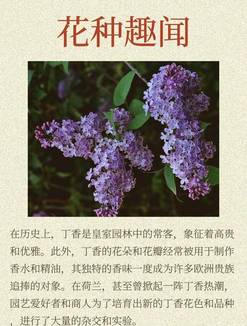 这“4种”幸运树，幸运树怎么种-第4张图片-优品飞百科