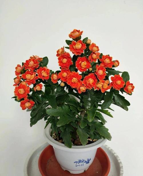 这“4种”幸运树，幸运树怎么种-第5张图片-优品飞百科