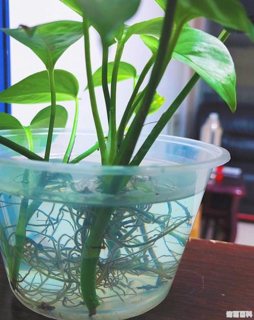 冬天怎样用水养殖绿萝,冬天怎样用水养殖绿萝视频?-第2张图片-优品飞百科 冬天怎样用水养殖绿萝,冬天怎样用水养殖绿萝视频?-第2张图片-优品飞百科