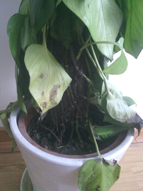 冬天怎样用水养殖绿萝,冬天怎样用水养殖绿萝视频?-第3张图片-优品飞百科 冬天怎样用水养殖绿萝,冬天怎样用水养殖绿萝视频?-第3张图片-优品飞百科