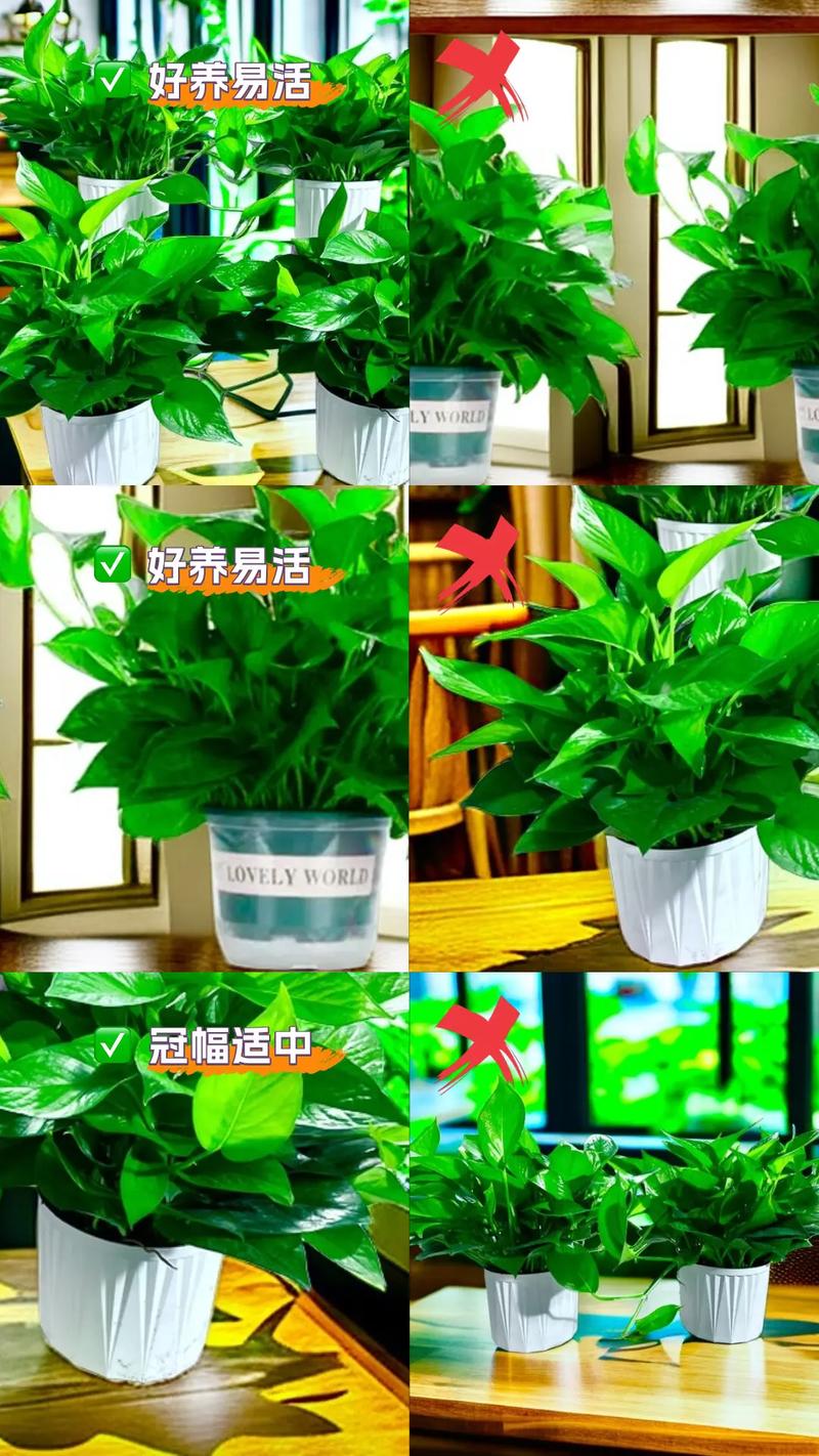 冬天怎样用水养殖绿萝,冬天怎样用水养殖绿萝视频?-第4张图片-优品飞百科 冬天怎样用水养殖绿萝,冬天怎样用水养殖绿萝视频?-第4张图片-优品飞百科