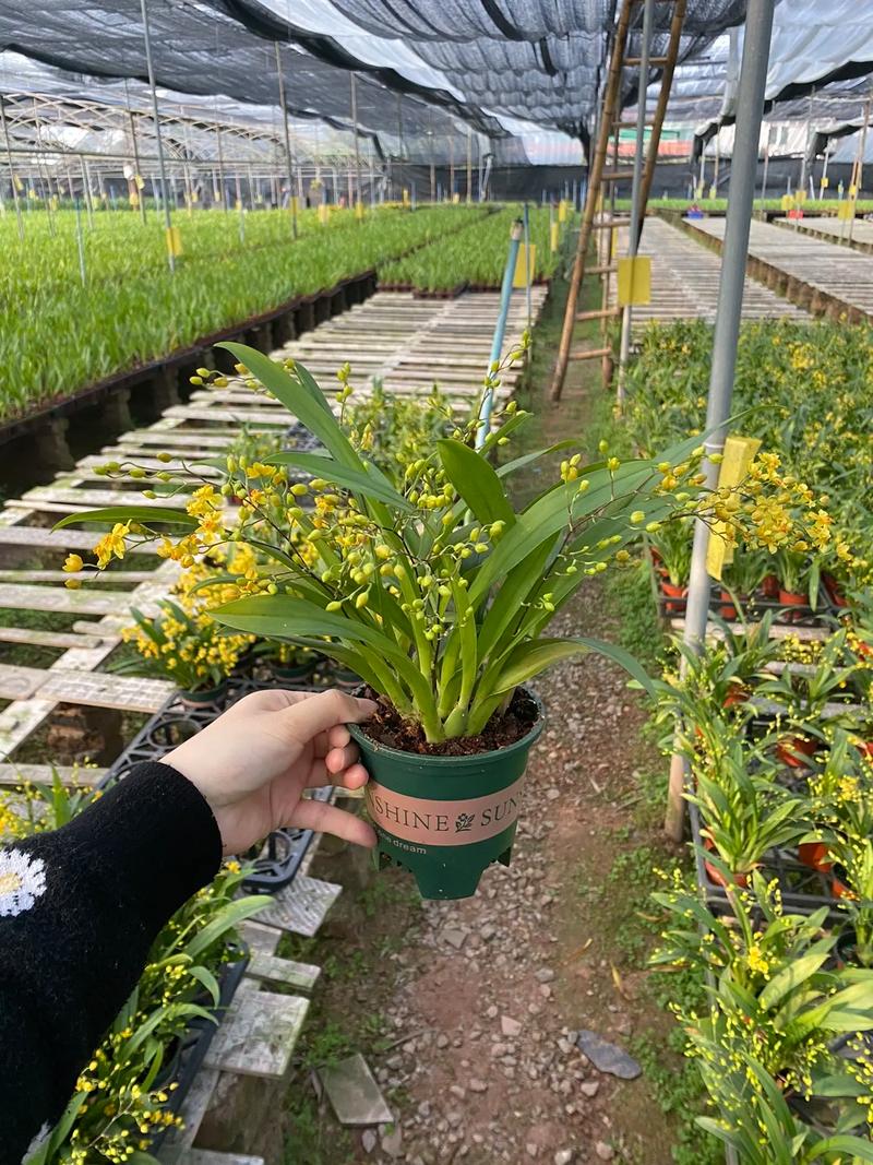 梦香兰的种植方法，梦香兰怎么养才能开花-第1张图片-优品飞百科